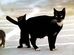 Gatti (147)
